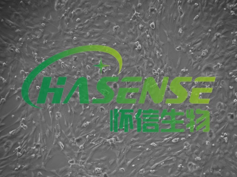 小鼠肺大動(dòng)脈內(nèi)皮細(xì)胞