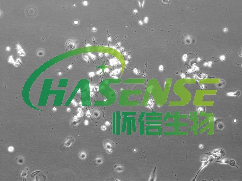 神經(jīng)小膠質(zhì)細(xì)胞